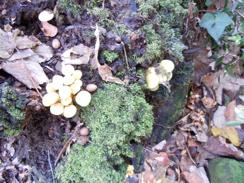 Funghi da Capodimonte2